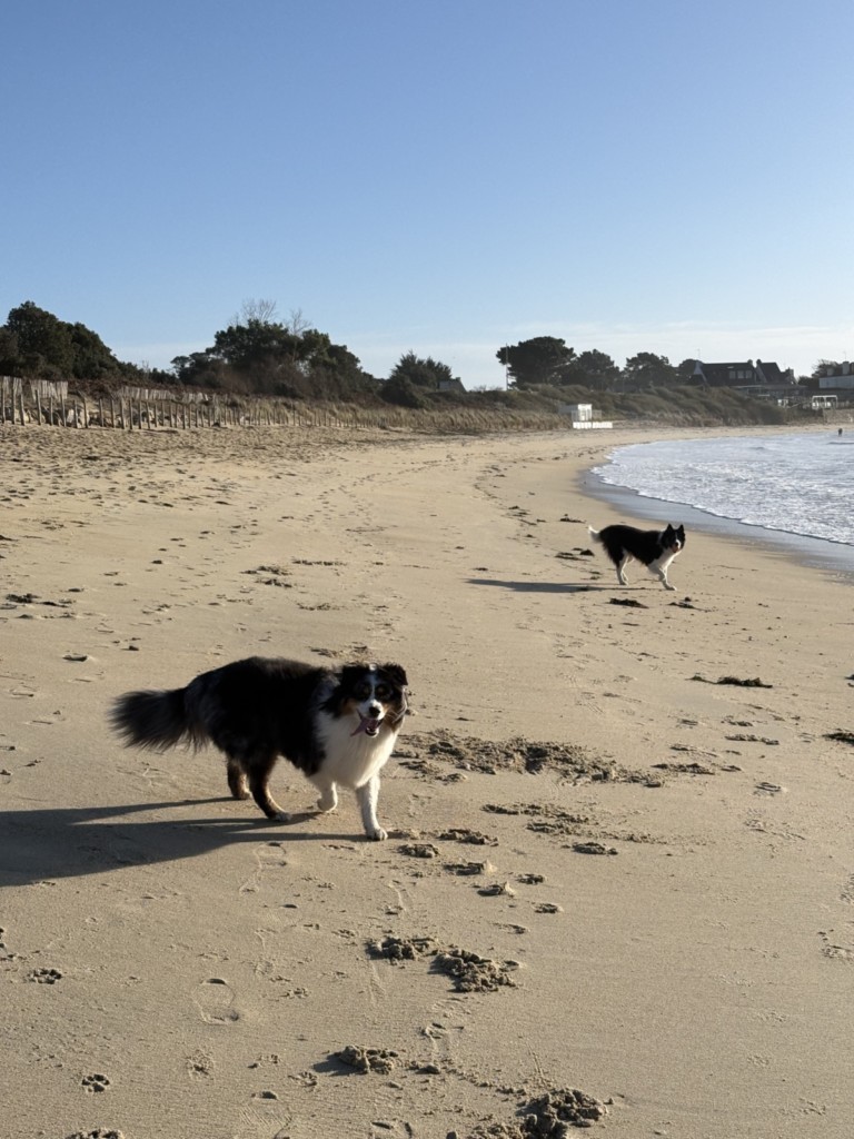 les chiens sur la plage