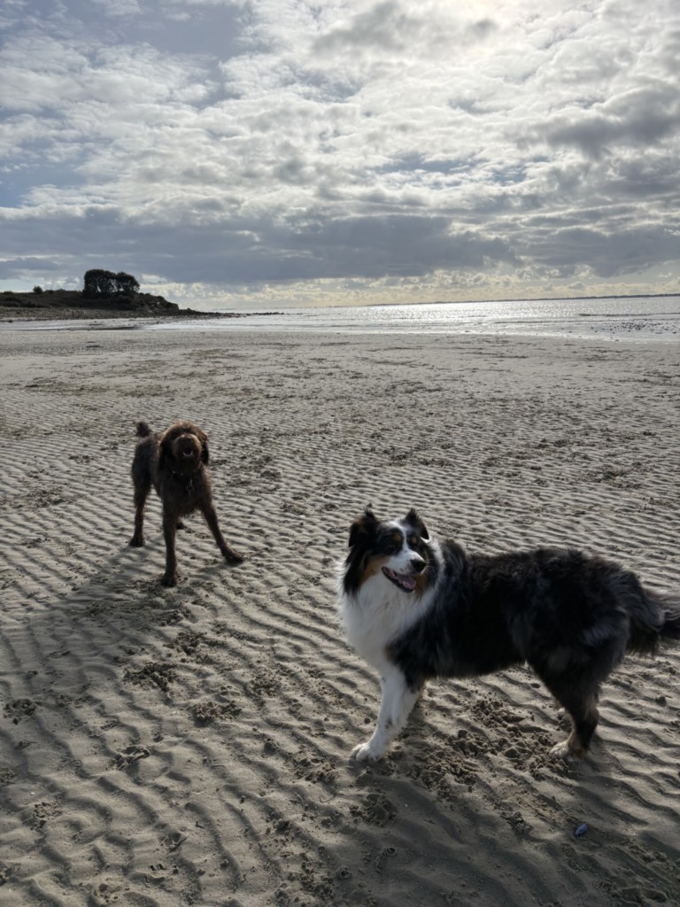 plage réservée aux chiens