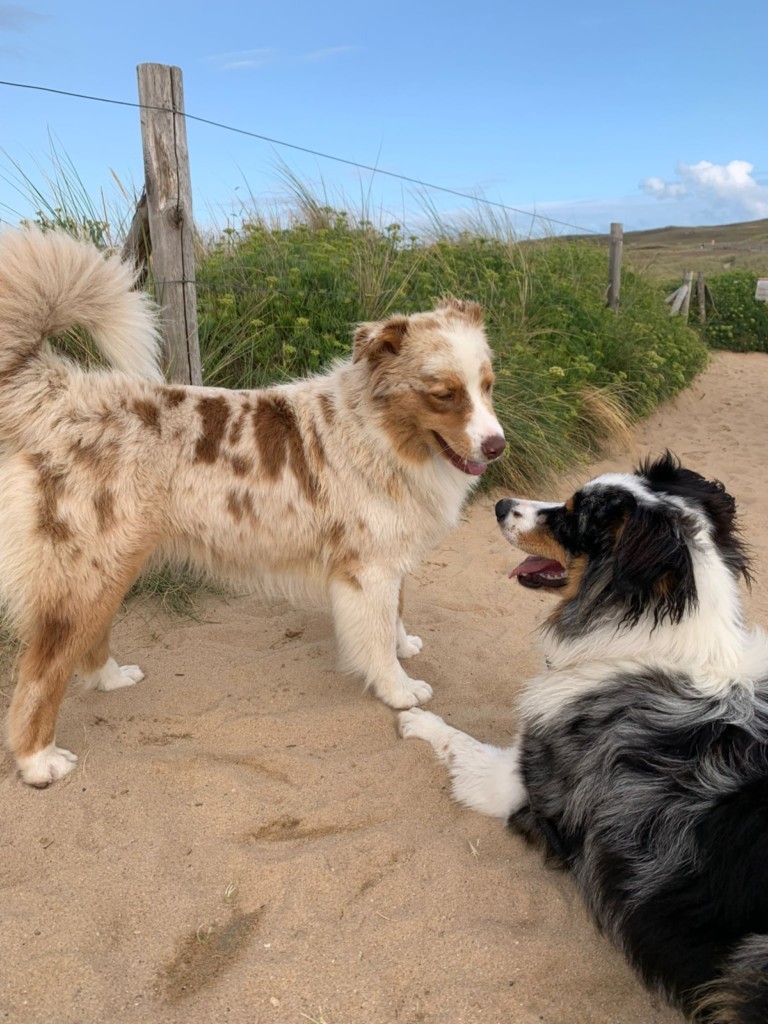 mon chien se socialise
