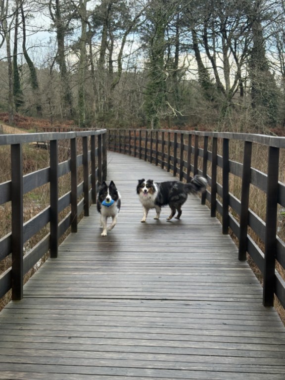 des câlins pour mon chien