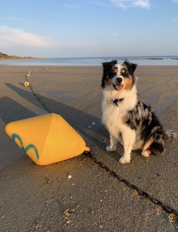 un nouveaau jouet pour chien