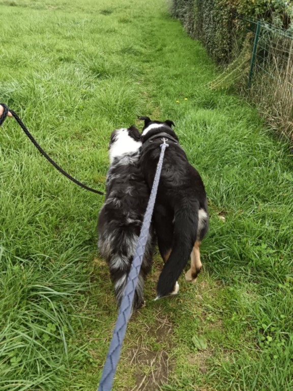 accompagner des chiens en promenade