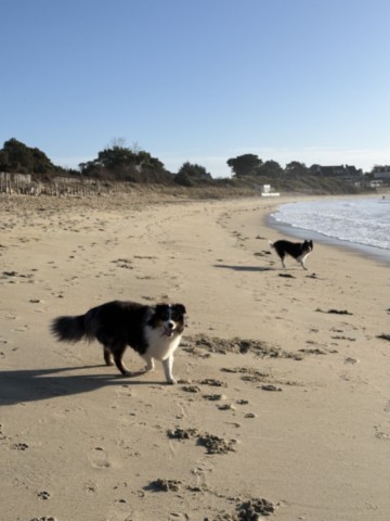 les chiens sur la plage