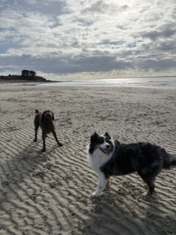 plage réservée aux chiens