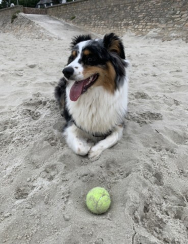 mon chien joue