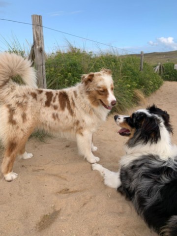 mon chien se socialise
